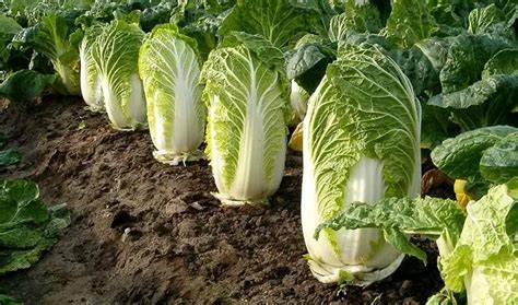 Col china fresca y otras verduras asiáticas