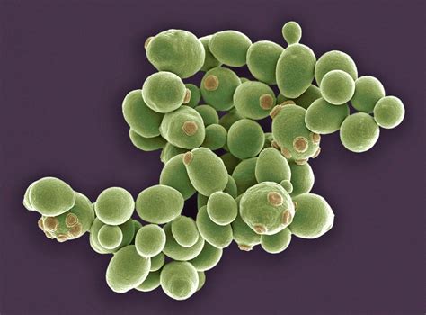 Microscopio de levadura