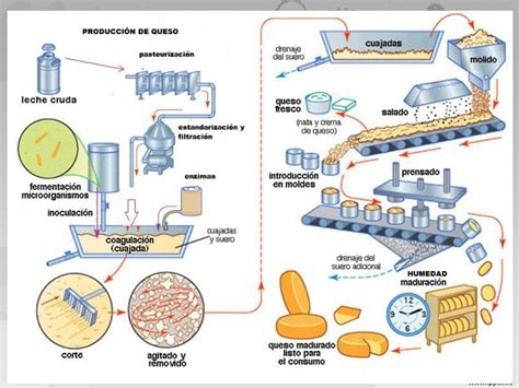 Proceso de elaboración del queso Parmesano