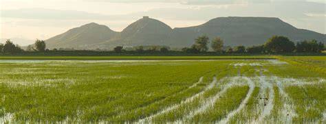 Campos de arroz de Pals en la Costa Brava