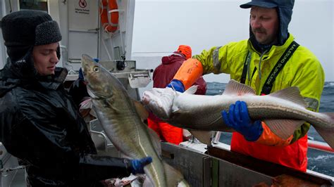 Pescadores noruegos capturando bacalao Skrei en aguas frías