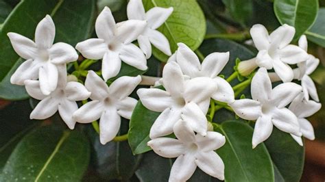 Frutas del bosque y flor de jazmín