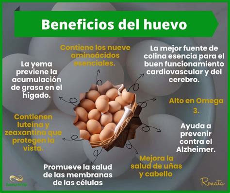 Infografía sobre los beneficios nutricionales de las alcachofas y el huevo