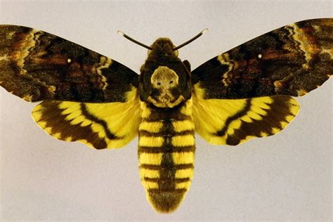 Polilla esfinge de la calavera (Acherontia atropos)