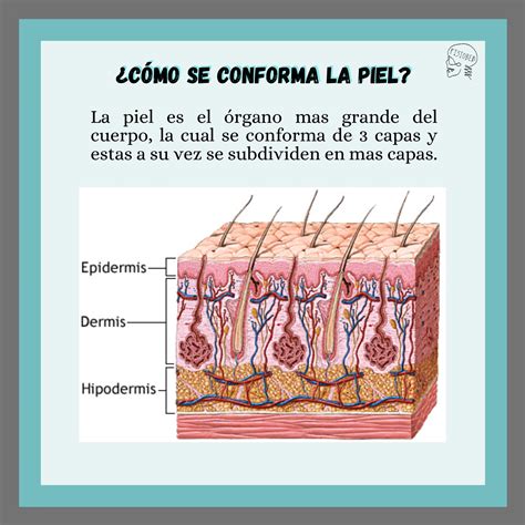 Diagrama de la piel mostrando diferentes capas y folículos pilosos