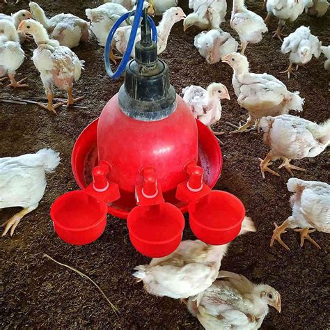 Bebederos automáticos para pollos