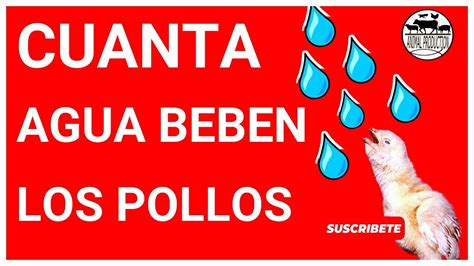 Infografía: Cantidad de agua que beben los pollos