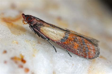 Polilla de despensa