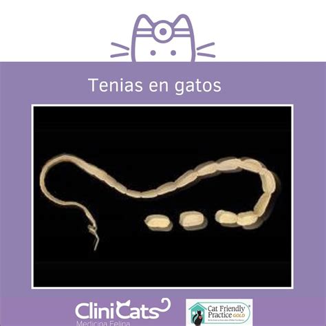 proglótides de tenia en gato con apariencia de granos de arroz