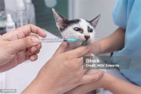 veterinario administrando desparasitante oral a un gato