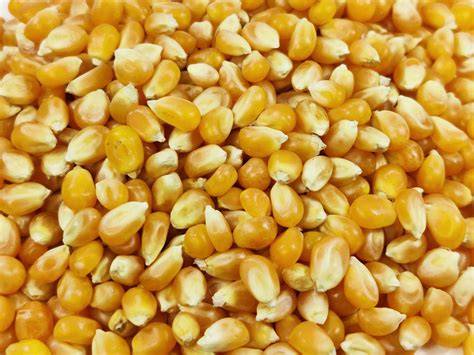 Grano de maíz para palomitas