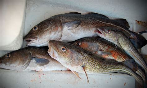 Variedades de bacalao en el mercado