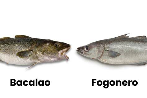 Diferencias visuales entre bacalao de 1ª y 2ª congelación