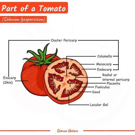 Esquema de las partes internas de un tomate Raf