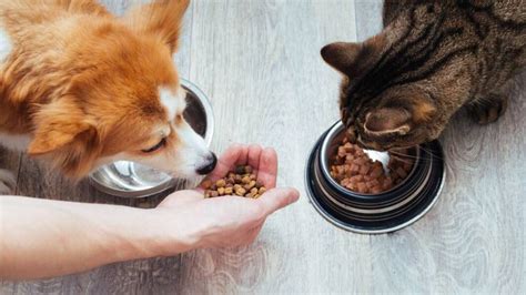 Mascota comiendo alimento balanceado con aditivos