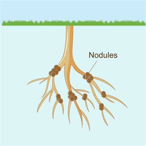 Diagrama de una planta de leguminosa con nódulos en las raíces
