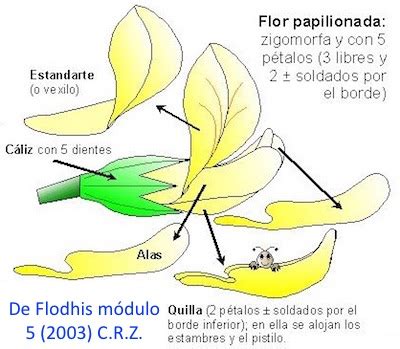 Estructura de una flor papilionácea