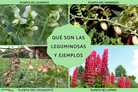 Plantas de leguminosas en un campo cultivado