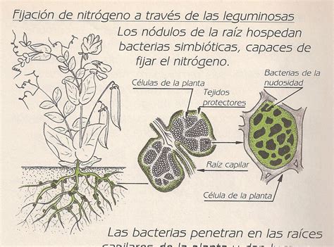 Esquema de las raíces de leguminosas con nódulos fijadores de nitrógeno