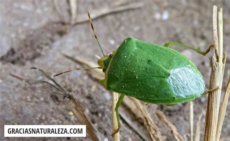 Identificación de chinches en plantas