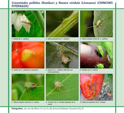 Daños de chinches en frutos y hojas
