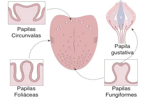 Moléculas de sal y chocolate interactuando en las papilas gustativas