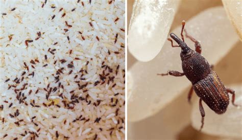 Granos de arroz infestados con gorgojos