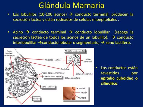 Esquema de las glándulas mamarias en mamíferos