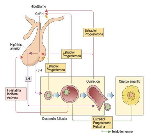 Esquema del eje hormonal y puntos de influencia de los fitoestrógenos