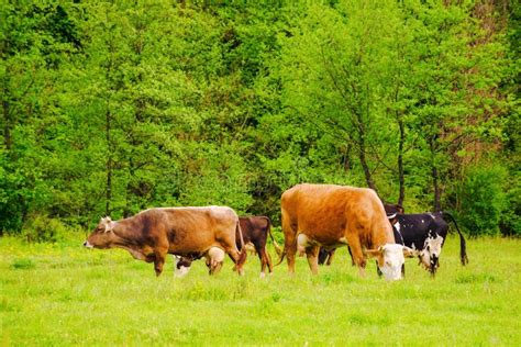 Paisaje rural de Galicia con ganado vacuno en pastoreo