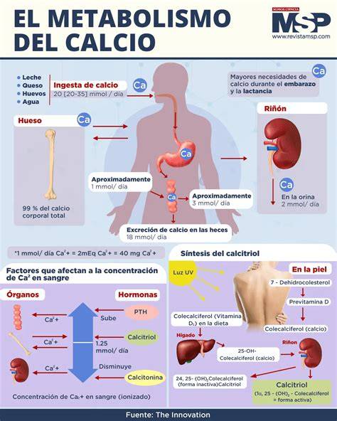 Esquema de la absorción de calcio en el cuerpo