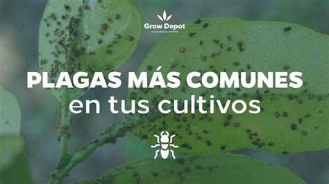Esquema de las plagas más comunes en el cultivo de alcachofas