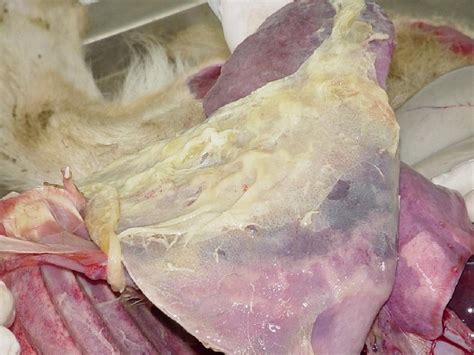 Imagen de pulmones de ternero afectados por neumonía