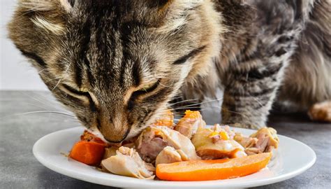 Gato comiendo salmón cocido