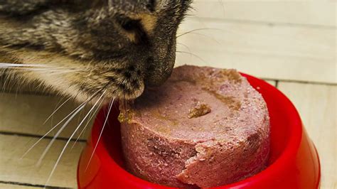 Ingredientes para paté de salmón casero para gatos