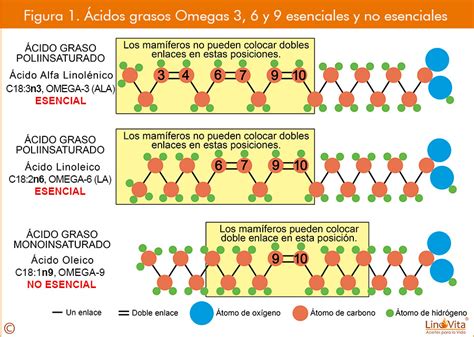 Estructura molecular de los ácidos grasos Omega 3