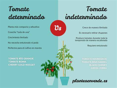 Diagrama comparando el crecimiento de tomates determinados e indeterminados