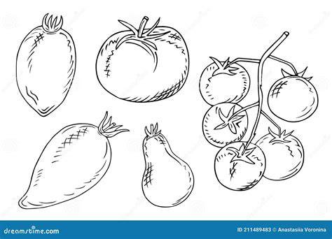 Ilustración de diferentes formas de tomates: pera, redondo, cherry