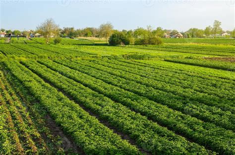 Campos de cultivo de patatas