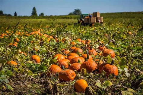 Campo de calabazas y semillas de calabaza