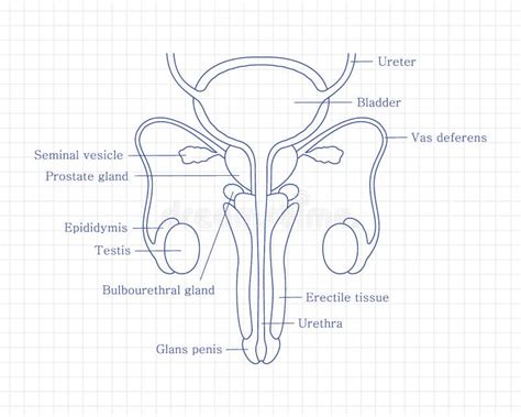 Esquema del sistema reproductivo masculino con énfasis en la próstata