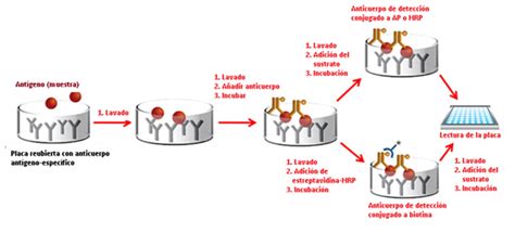 Esquema del principio de funcionamiento del ensayo ELISA para micotoxinas