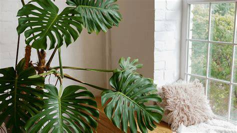 Monstera Deliciosa en un salón moderno