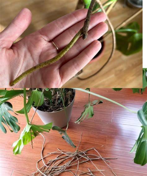 Inspección de las raíces de una Monstera Deliciosa