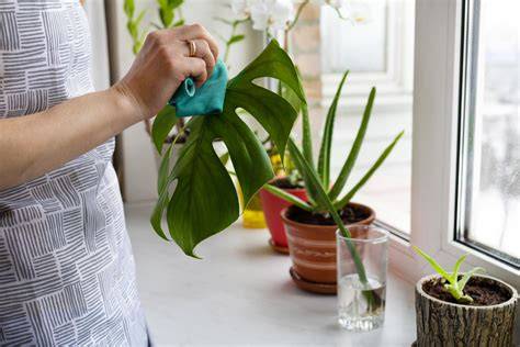 Persona regando una Monstera Deliciosa