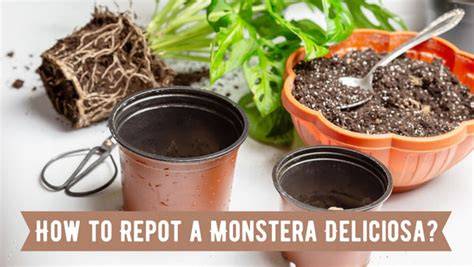 Trasplante de una Monstera Deliciosa