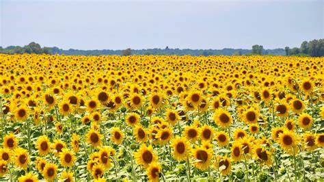 Campos de girasoles