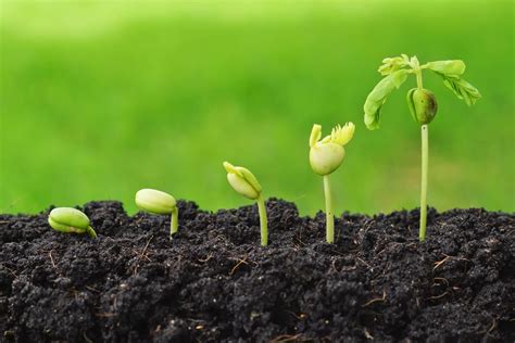 Germinación de legumbres