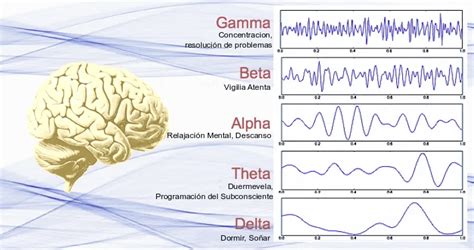 Cerebro humano y ondas cerebrales durante el sueño