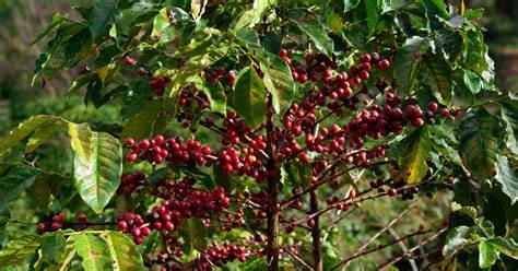 Granos de café y planta de cafeto